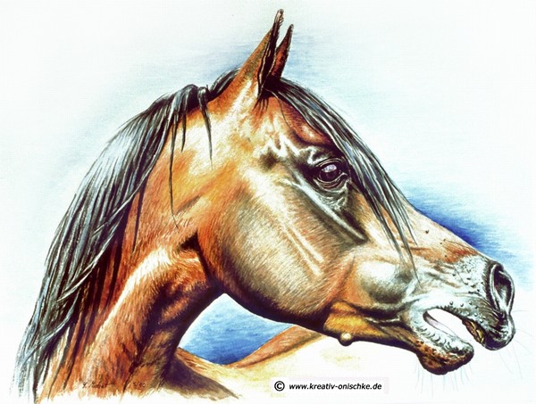 Arab stallion