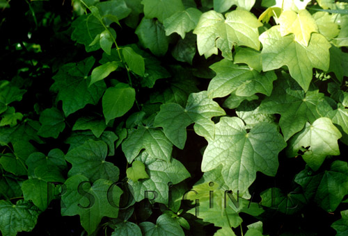 Leaves