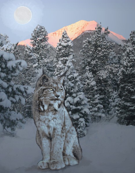 Lynx at sunset and moonrise