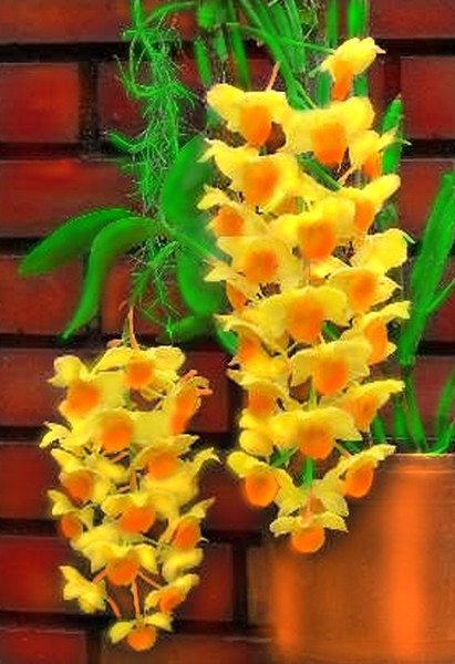 ORCHIDS MASQUERADING AS DAFFODILS