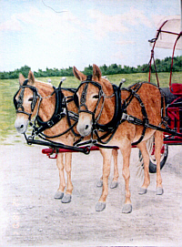 Mule Team