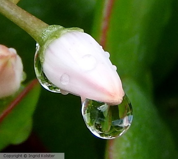Raindrop