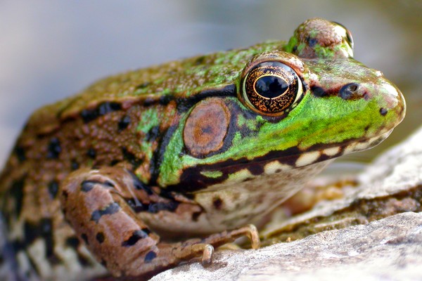 Kermit