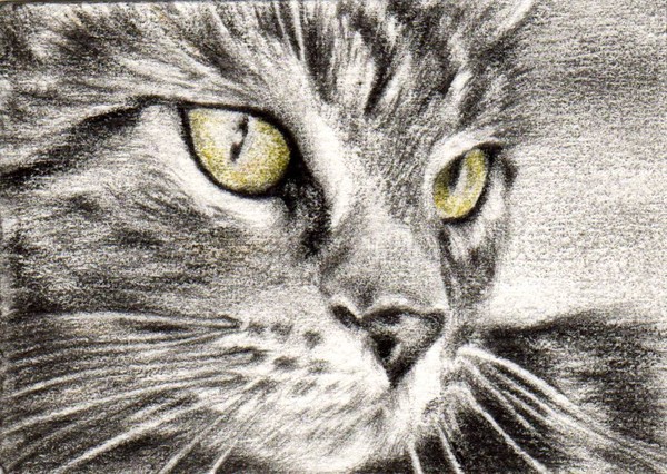 Chester ACEO
