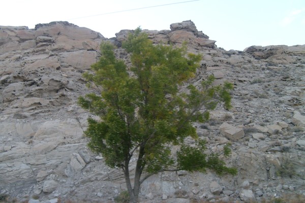 Lonely tree
