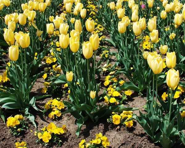 In Bloom