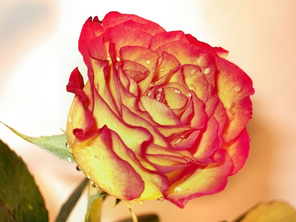 yellow and red rose