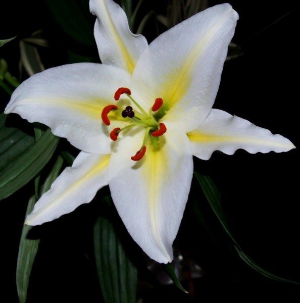 white lily