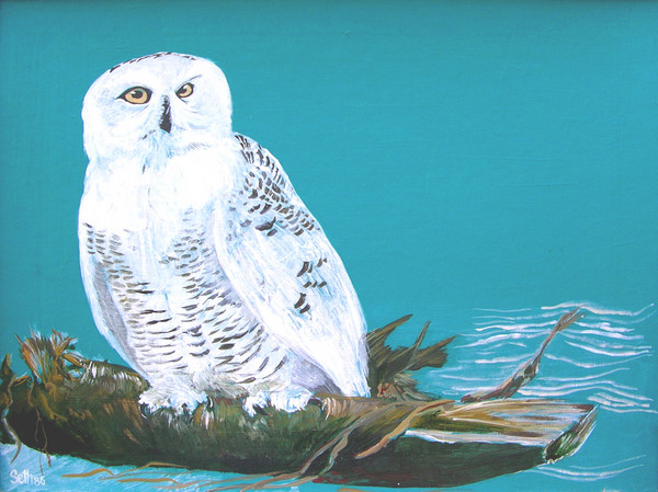 Snow Owl