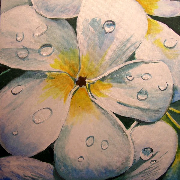 Frangipani