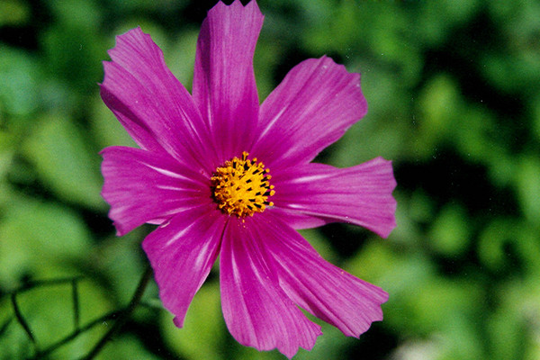 Pink Flower