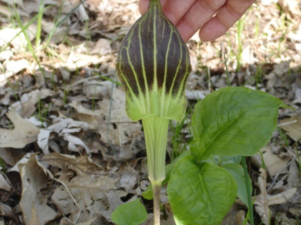 Jack-in-the-pulpit