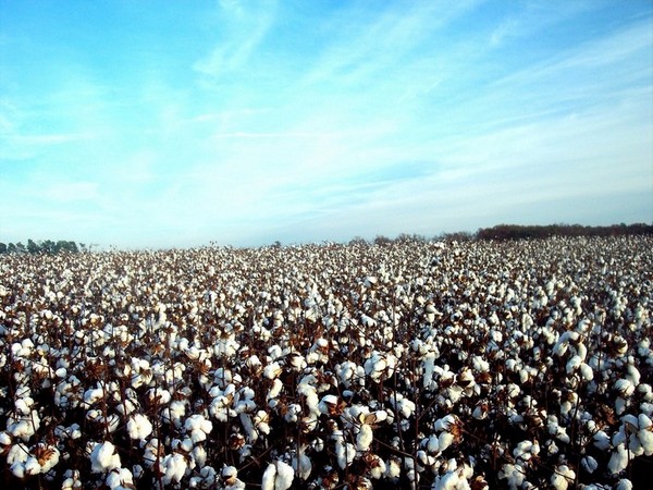 Cotton field.