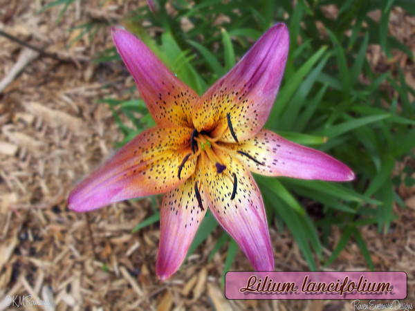 Pink Tiger Lily