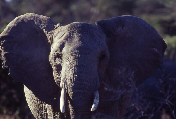 Elephant