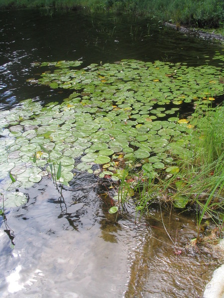Along the Lake