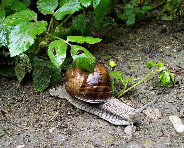 Snail In Austria