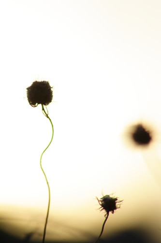 Infinitum II