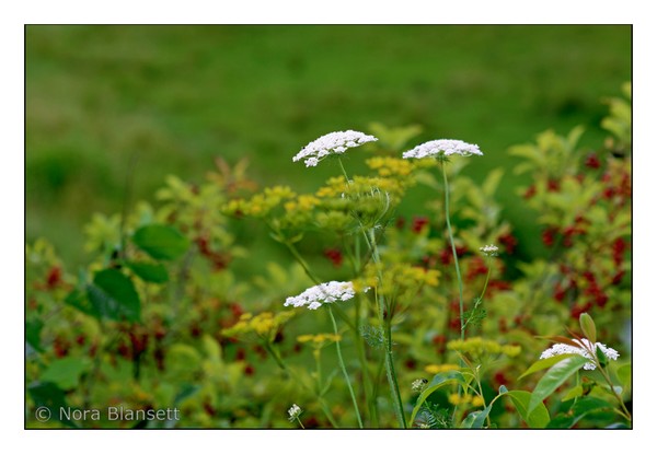 The Queen's Lace