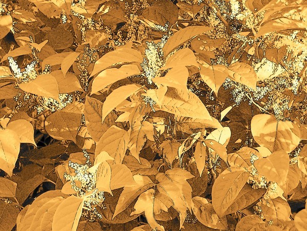 Orange Leaves