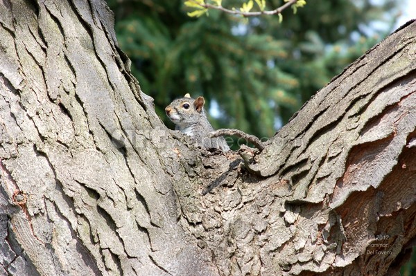 Squirrell Tree Photo