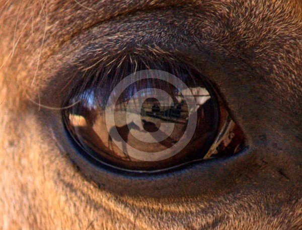 Eye Reflection