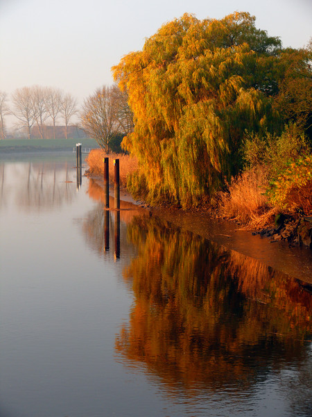 autumn tree