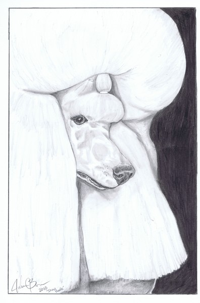Show Poodle Portrait