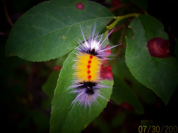insect