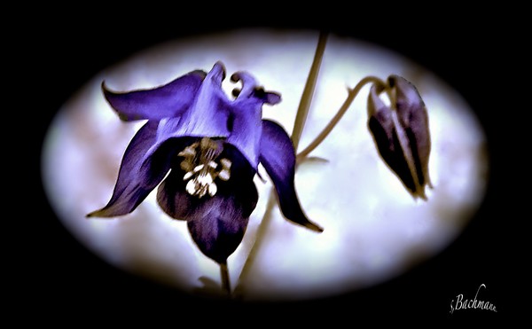 A blue star ! ( Sunday play )