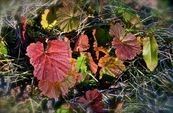  Autumn leaves !