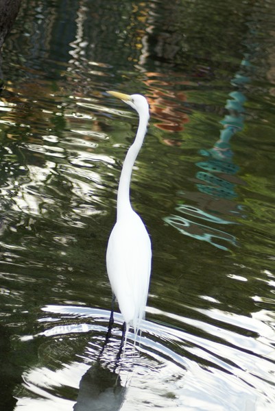 EGRET 8