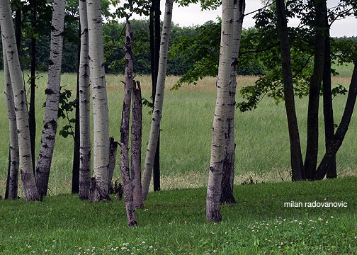 Birch Grove