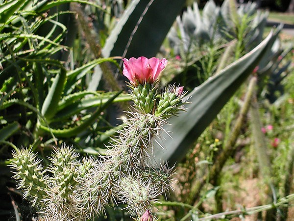 Capitol Park Cacti 1