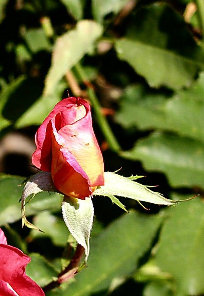Capitol Rosebud