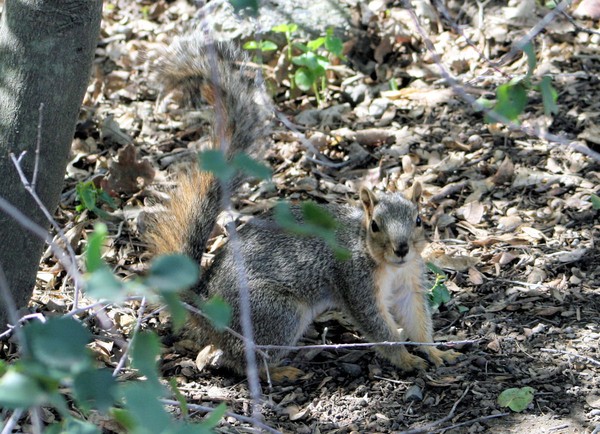 Tree Squirrel