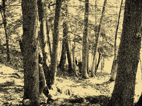 In The Woods