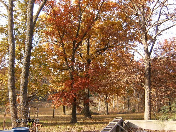 Fall Colors