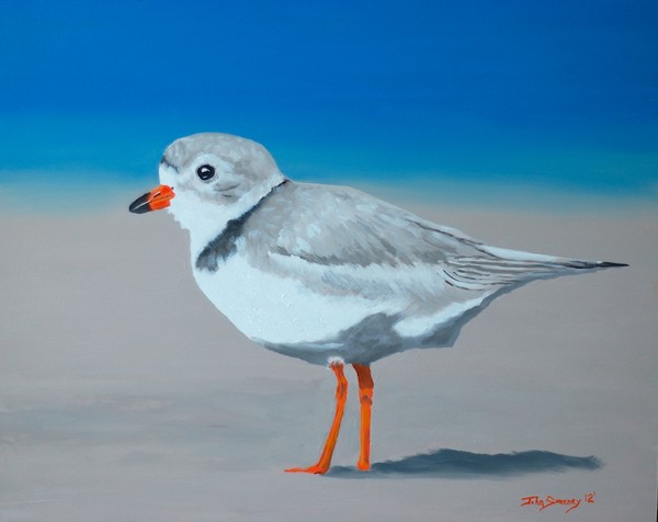 Piping Plover