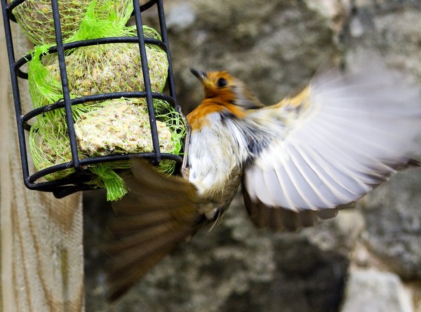The Robin Has Landed