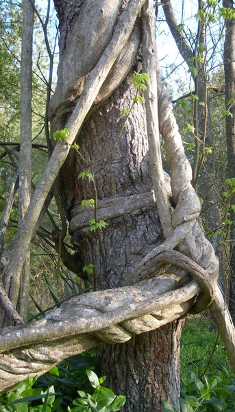 Vine Knots