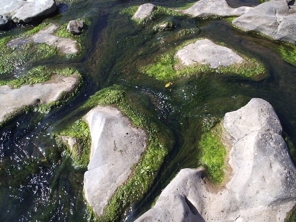The nature's green