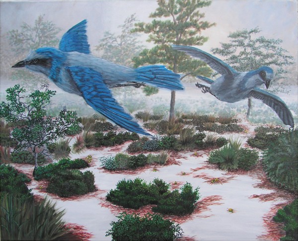 Scrub-Jays