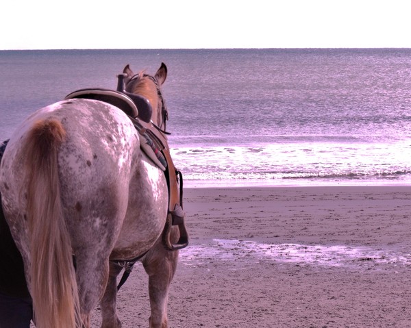 APPY Beach
