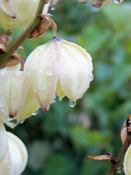 After The Rain 4