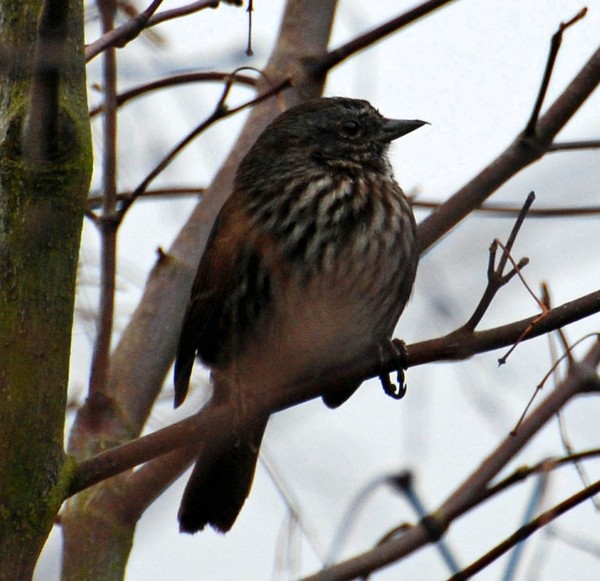 Proudly Perched.