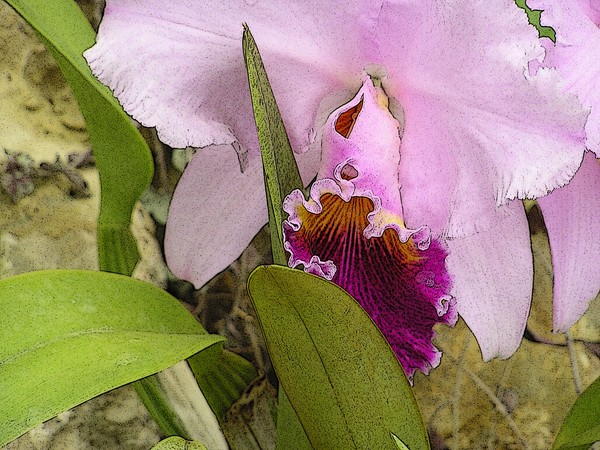    Cattleya Orchid 