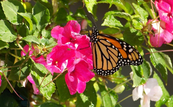 Mom's Butterfly