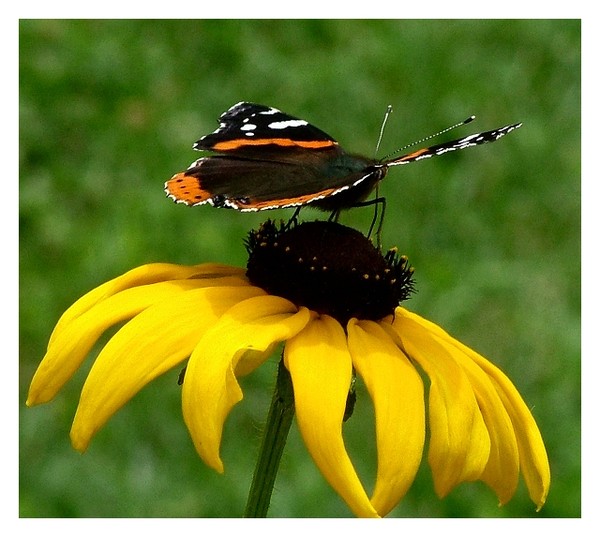 Butterfly at rest