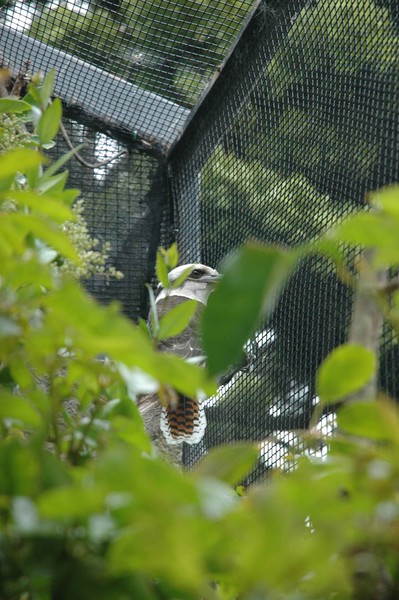 Papa Kookaburra